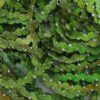 Painter's Thread 108 Rousseau - Image 4